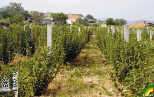 Grosella (Ribes sp.) - Detalle plantacion.jpg